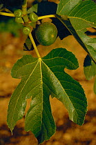 Figs ripening on Fig tree {Ficus carica} Greece
