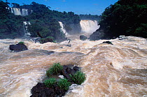 Iguazu falls Brazil / Argentina border, South America. Iguassu