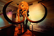 Mammoth skeleton from the permafrost of Kolyma, Siberia, Russia