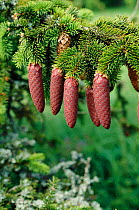 Norway spruce cones {Picea abies} Scandinavia