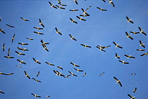 White storks flying on migration {Ciconia ciconia} Tanzania.