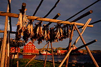 Fish drying on racks Rost, Lofoten island, Norway
