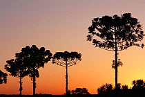 Monkey puzzle trees {Araucaria sp} silhouetted at sunset Villarica, Chile, South America