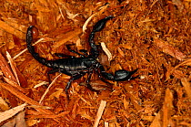 Black scorpion {Scorpiones} Amazonia, Brazil