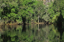 Tropical rainforest around Billabong under Arnhemland escarpment, NT, Australia