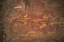 Aboriginal rock art, x-ray style long-necked turtle, Ubirr, Kakadu NP, Northern Territory, Australia