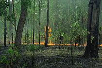 Forest fire raging through tropical rainforest, Kakadu NP, Northern Territory, Australia