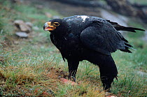 Verreaux's eagle / Black eagle {Aquila verreauxii} feeding South Africa