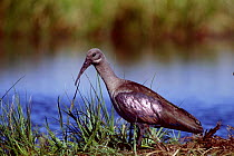 Hadada ibis {Hagedashia hagedash} South Africa