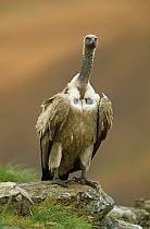 Cape vulture, vulnerable {Gyps coprotheres} South Africa