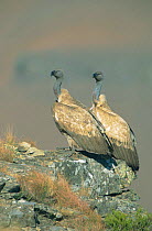 Cape vultures {Gyps coprotheres} South Africa
