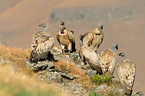 Cape vultures, vulnerable species {Gyps coprotheres} South Africa