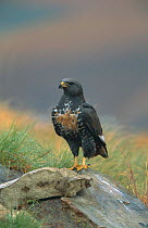 Augur / Jackal buzzard {Buteo rufofuscus} South Africa