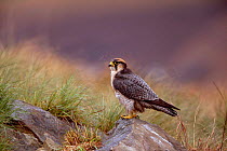 Lanner falcon {Falco biarmicus} South Africa
