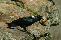 White necked raven calling {Corvus cryptoleucus} South Africa