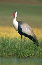 Wattled crane, endangered {Bugeranus carunculatus} South Africa {Grus carunculatus}