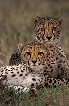 Two Cheetah cubs {Acinonyx jubatus} Phinda RR, South Africa