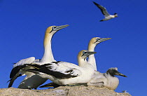 Cape gannets with chick {Morus capensis} Lamberts Bay, South Africa