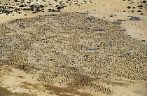 Aerial view of Socotra cormorant {Phalacrocorax nigrogularis} colony, Hawar Is, Bahrain