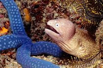 Grey faced moray eel {Siderea thrysoidea} and sea star {Linckia laevigata} Sulawesi Indonesia. Indo Pacific