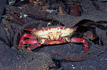 Mutilated Swimming crab {Portunidae} & tiny Moray eel, Sulawesi Indonesia. Indo Pacific