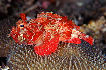 Mozambique scorpionfish {Parascorpaena mossambica} Sulawesi Indonesia. Indo Pacific