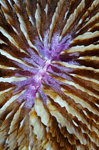 Mushroom coral detail {Fungia fungites} Sulawesi Indonesia