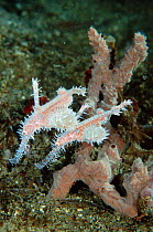Ornate ghose pipefish pair {Solenostomus paradoxus} Sulawesi Indonesia