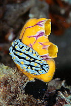 Dorid nudibranch {Phyllidia varicosa} on Ascidian {Polycarpa aurata} Sulawesi Indonesia