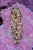Flatworm {Thysanozoon nigropapillosum} Sulawesi Indonesia
