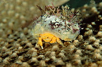 Sponge crab {Cryptodromia genus} Sulawesi Indonesia. Indo Pacific