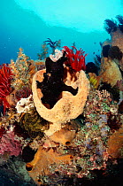 Giant frogfish {Antennarius commerson} on coral reef, Lembeh Strait, Sulawesi Indonesia