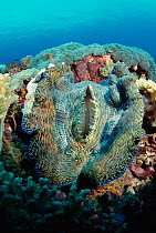 Giant clam {Tridacna gigas} biggest bivalve species in world, Sulawesi Indonesia. Hermaphrodite producing both eggs and sperm