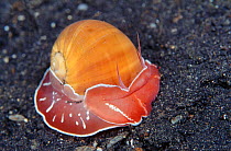 Moon snail {Naticarius orientalis} Sulawesi Indonesia