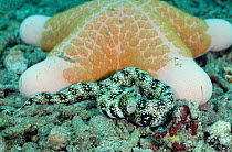 Seastar {Choriaster granulatus} with Snowflake moray eel hiding infront {Echidna nebulosa} Sulawesi Indonesia. Indo Pacific