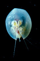 Ostracod {Gigantocypris sp.} Deep sea species
