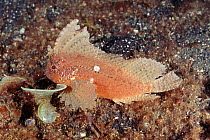 Cockatoo waspfish {Ablabys taenianothus} Sulawesi Indonesia. Indo Pacific