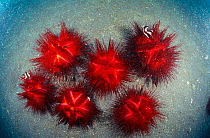 Radiant sea urchins grouped on sea floor {Astropyga radiata} Sulawesi Indonesia - small fish find safety amongst their spines. Indo Pacific