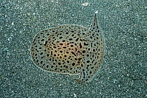 Seaslug on seabed {Euselenops luniceps} Sulawesi Indonesia. Indo Pacific
