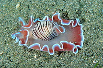 Bubble shell {Hydatina physis} Sulawesi Indonesia