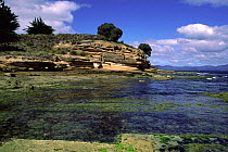 Painted cliffs Triassic sandstone 210-250myo, Maria Island, Tasmania, Australia