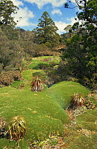 Giant Cushion plants, highlands Tasmania, Australia