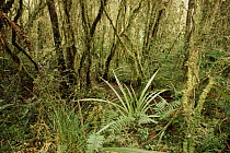 Matai trees and ferns in Temperate Rainforest, New Zealand