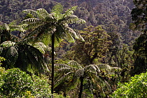 Matai trees and ferns in temperate rainforest, New Zealand