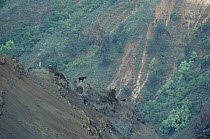 Looking down on domestic Goats (Capra hircus) and denuded slopes caused by their overgrazing, Kauai, Hawaii