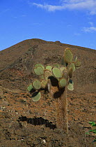 Cactus in barren landscape, Bartolome Island, Galapagos Islands, South America