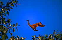 Brown capped capuchin monkey leaping {Cebus apella} Pantanal, Brazil
