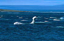 Beluga / White whale pod {Delphinapterus leucas} arctic Canada