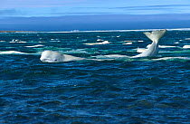 Beluga / White whales {Delphinapterus leucas} arctic Canada