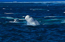 Beluga whale at sea surface {Delphinapterus leucas} Canada